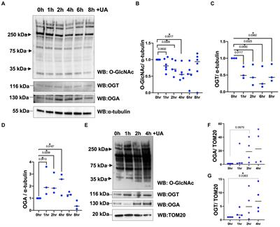 O-GlcNAc impacts mitophagy via the PINK1-dependent pathway